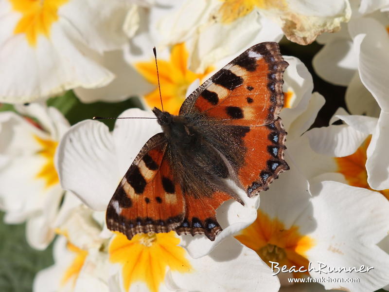Kleiner Fuchs, Schmetterlinge