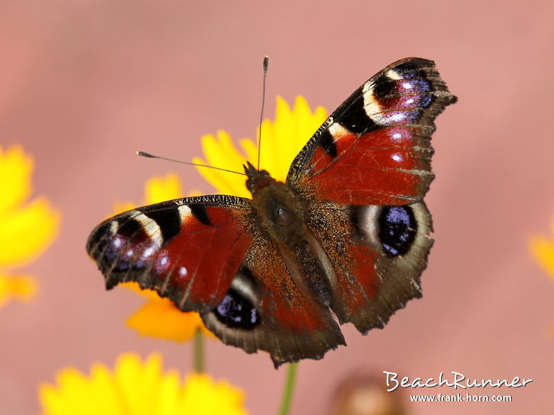 Tagpfauenauge, Schmetterlinge