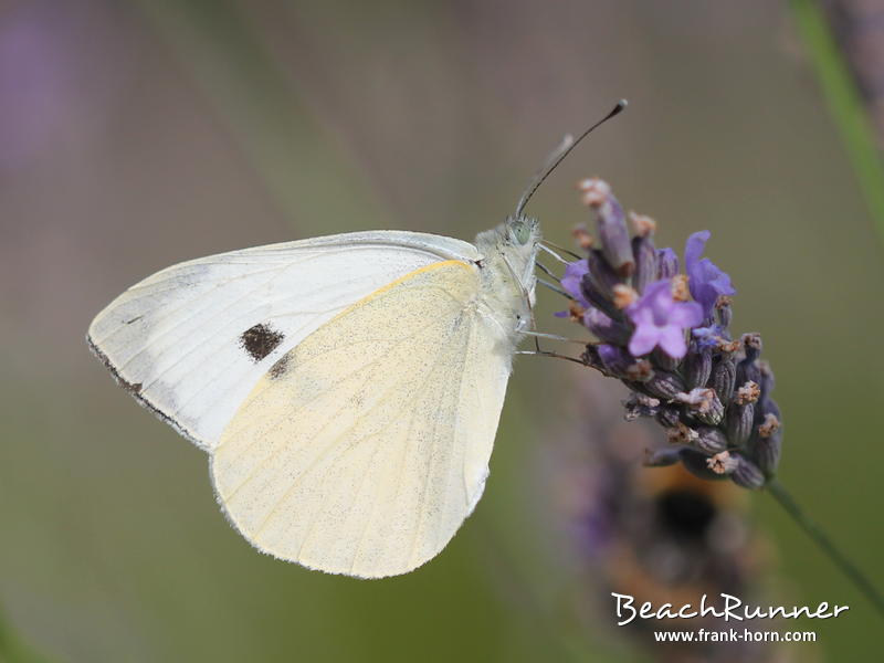 Weißling, Schmetterlinge