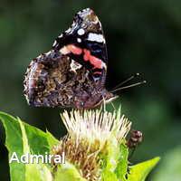 Admiral, Schmetterlinge