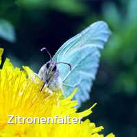 Zitronenfalter, Schmetterlinge