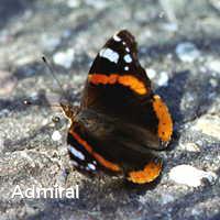 Admiral, Schmetterlinge