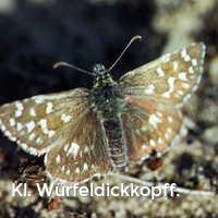 Kl. Würfeldickkopff., Schmetterlinge