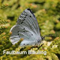 Faulbaum Bläuling, Schmetterlinge