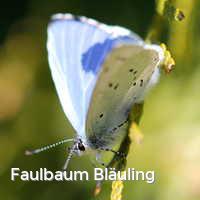 Faulbaum Bläuling, Schmetterlinge