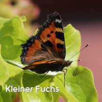 Kleiner Fuchs, Schmetterlinge