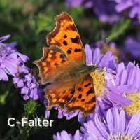 C-Falter, Schmetterlinge
