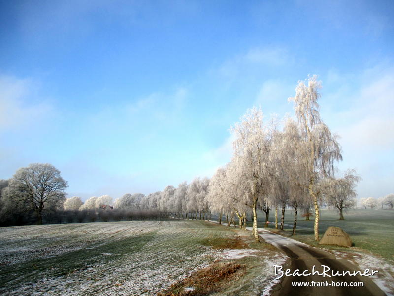 Allee, Winter an der Ostsee